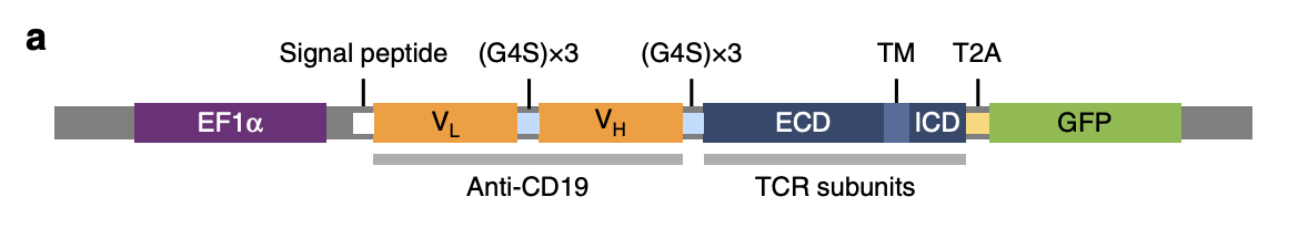 The effect of T-cell receptors on cancer therapy - Exploratio Journal