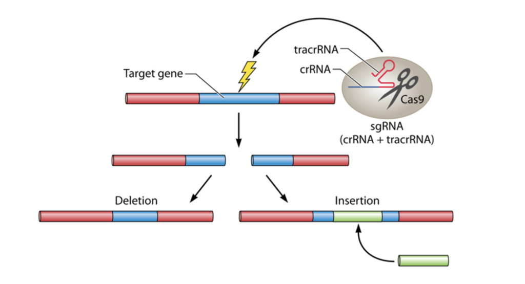 Advancements in CRISPR Technology: Genome Editing in Plants and Immune ...