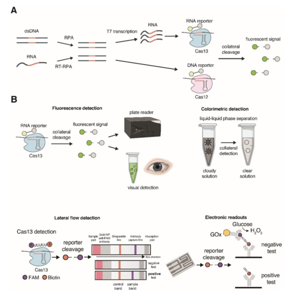 Advancements in CRISPR Technology: Genome Editing in Plants and Immune ...