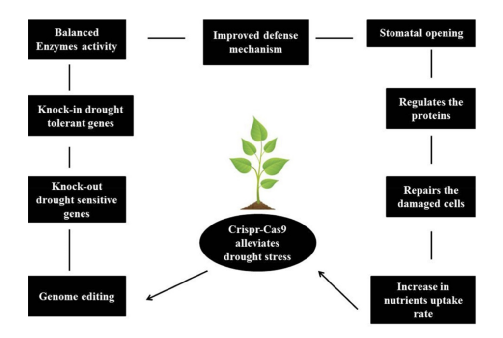 Advancements in CRISPR Technology: Genome Editing in Plants and Immune ...