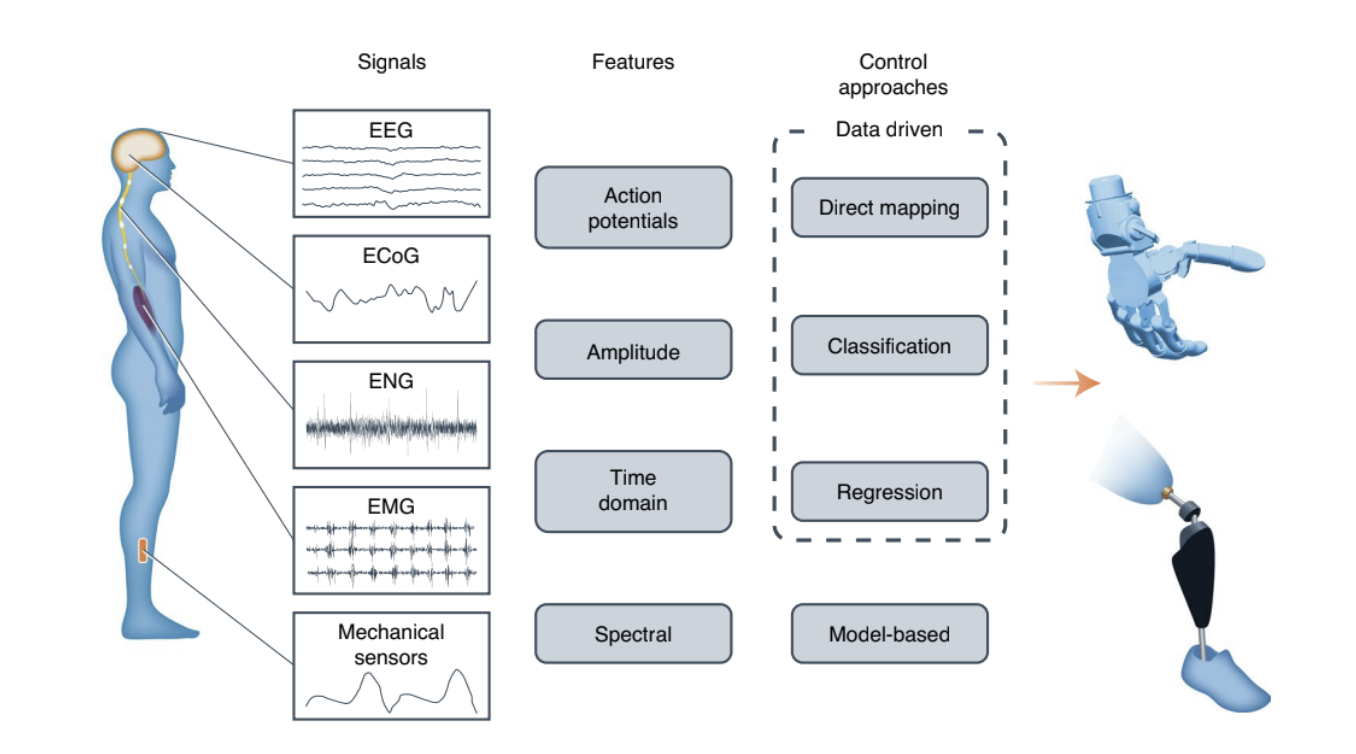 Bridging Biology and Machines: A Review of Bionic Systems, Sensors, and ...