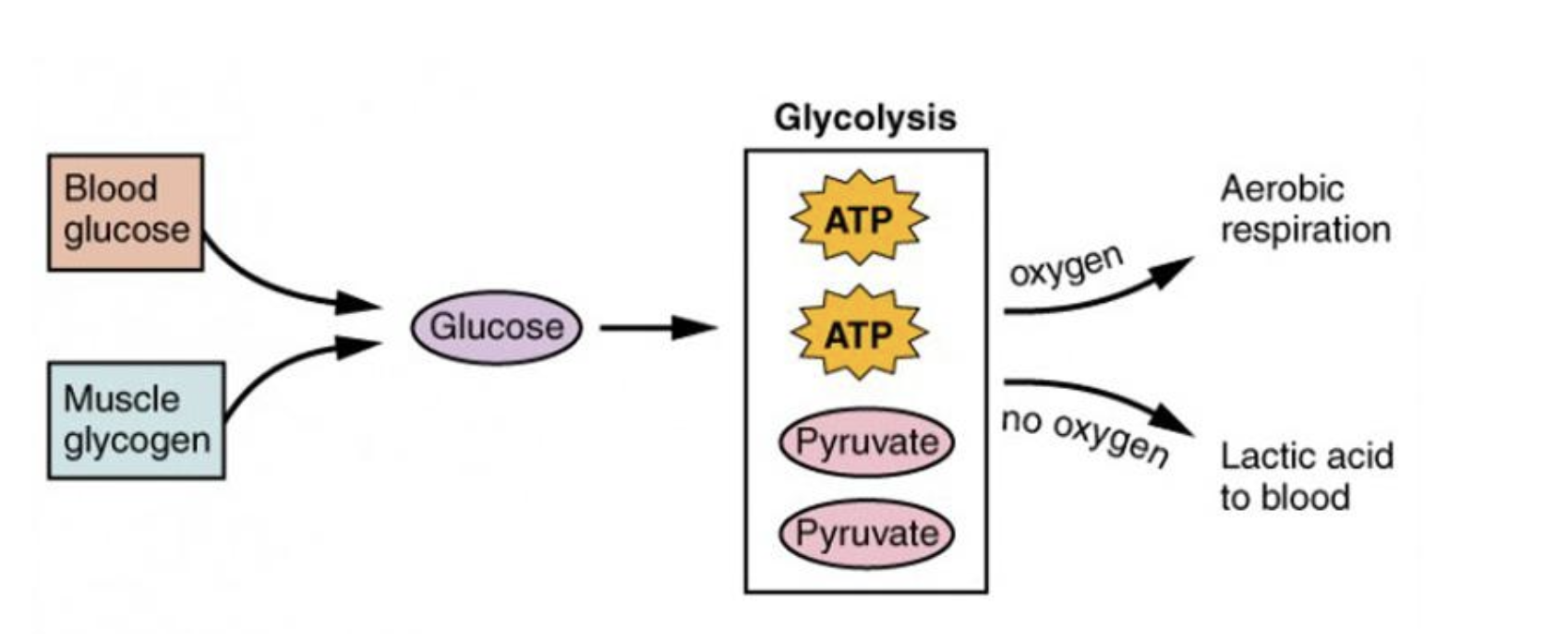 The Chemistry of Muscle Fatigue: A Review of the Biological and ...
